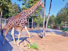 -清迈夜间动物园