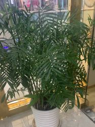 -CICI纤美·科技减肥美容