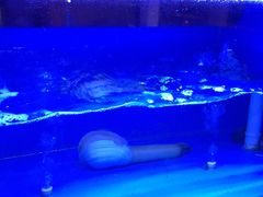 象拔蚌-和枫(众意路店)