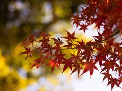 -奈良公园