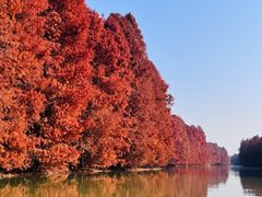 -上海海湾国家森林公园