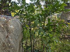 -东莞植物园