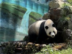 -中国大熊猫保护研究中心雅安碧峰峡基地