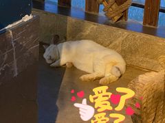 -昆明大悦城未来动物城(螺蛳湾中心店)