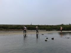 -红树林天天赶海