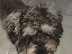 -北京派仕佳德动物医院·超导核磁·CT·神经科·骨科·内外科·急重症管理中心