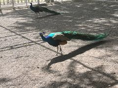 -大连铭湖国际观光牧场