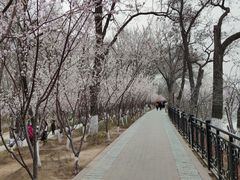 -桃花堤公园