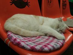 -猫咪博物馆(顶澳仔猫街店)