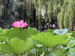 -四川大学(望江校区)