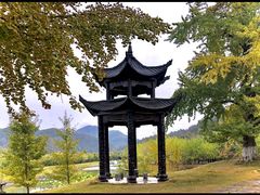 -千年银杏谷文化旅游区