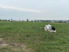 -盐城丹顶鹤湿地生态旅游区