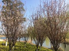 -九里河湿地公园