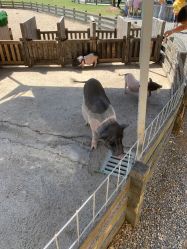 -前小桔亲子创意农场·草莓采摘·露营烧烤