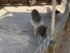 -前小桔亲子创意农场·草莓采摘·露营烧烤