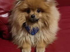 -百好乐宠物友好餐厅(朝外大街店)