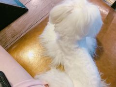 -百好乐宠物友好餐厅(朝外大街店)