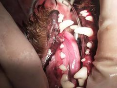 -萌兽医馆·宠物医院·猫骨科(创景店)