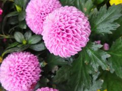 -重庆市江北嘴中央商务区中央公园