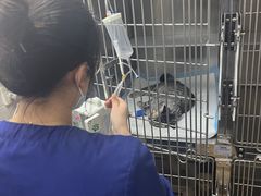 -爱侣·安琦尔宠物医院·中兽医针灸·心内科·狂犬免疫点(宝山区院)