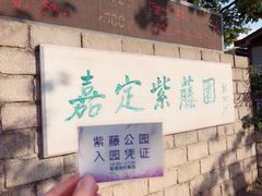 -嘉定紫藤园