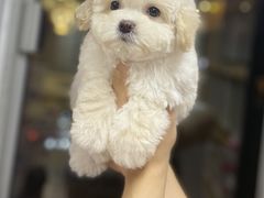 -萌宠之家·腊肠犬·马尔泰·小体犬舍