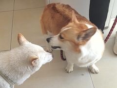-宠福鑫康馨动物医院·骨科·眼科