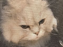 -中农大我爱我爱24h动物医院·中医针灸·猫专科·骨科医疗中心(双井店)