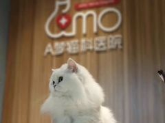 -御宝贝·A梦猫科宠物医院(国际猫友好医院)