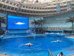 -海合安成都极地海洋公园