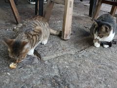 -小河无名面馆
