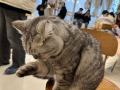 -共舞时光猫咖·狗咖(新街口店)
