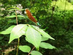 -碓臼峪自然风景区