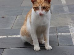 -长春观