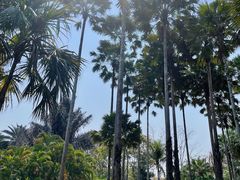 景点-中国科学院西双版纳热带植物园