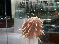 -青岛贝壳博物馆