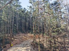 -青龙山国家森林公园