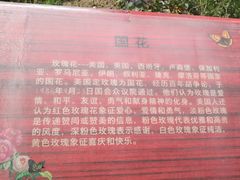 -亚龙湾国际玫瑰谷