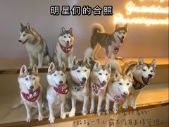 -Husky Go! 哈士奇体验馆·宠物咖啡厅狗咖