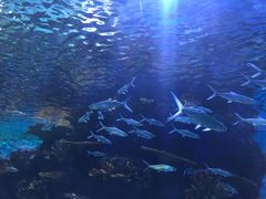 -华夏文旅海洋公园