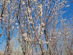 -桃花堤公园