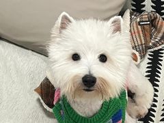 -猪呜宠物生活馆·西高地梗犬拔毛店