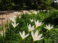 -广东花都湖国家湿地公园
