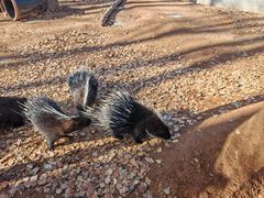 -鄂尔多斯野生动物园