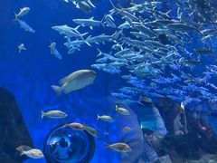-海合安武汉极地海洋公园