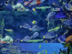 -海合安成都极地海洋公园