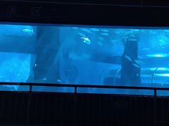 -北戴河圣蓝海洋公园