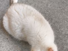 -猫爪屋猫咖(乐汇城店)