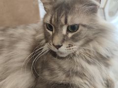 -楼上猫咖(罗湖店)