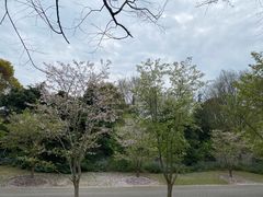-上海滨江森林公园